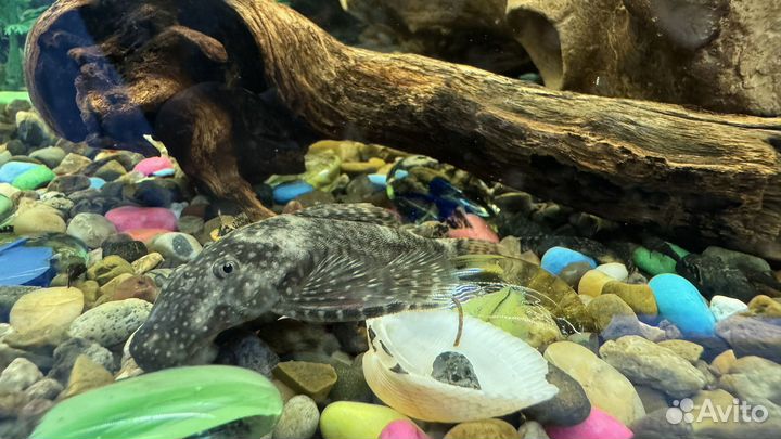 Мальки Сомики анциструсы