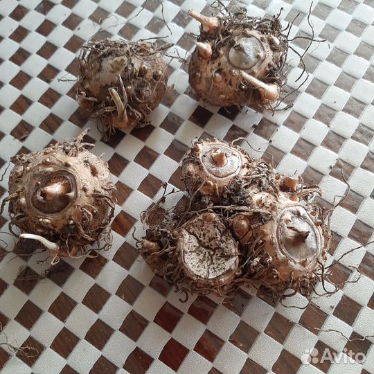 Калла луковицы