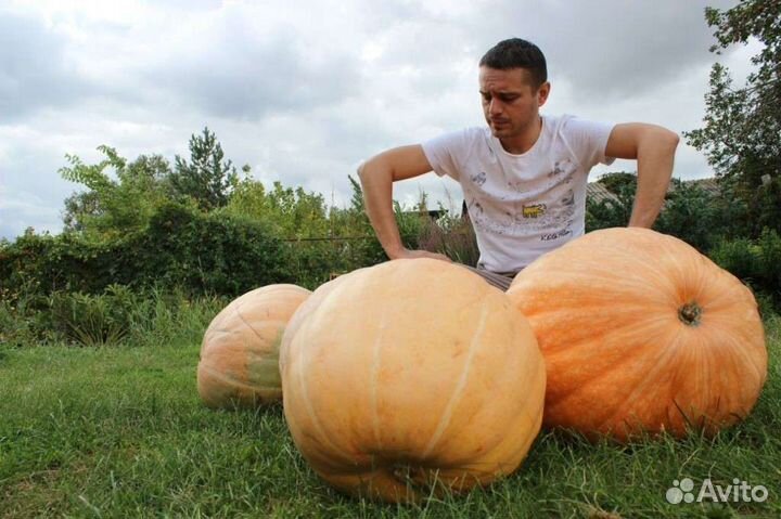 Гигантские тыквы, Огромный чеснок,Миндальный орех