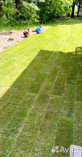Рулонный газон