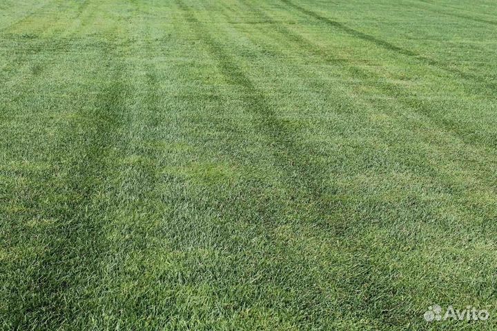 Укладка и продажа рулонного газона