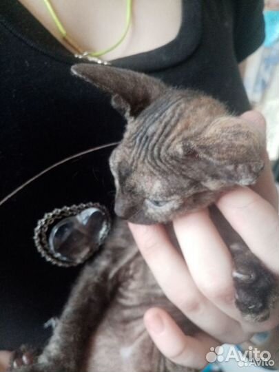 Котята девон-рекс девочки