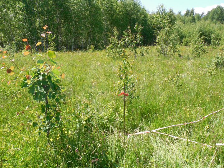 Участок 16 сот. (ИЖС)