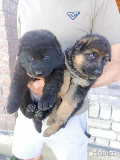 Немецкая овчарка