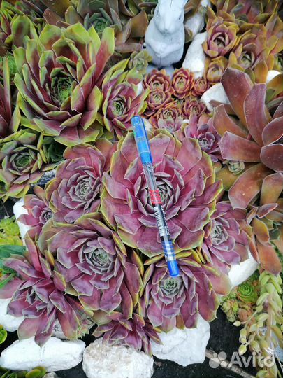 Молодило. Каменная роза