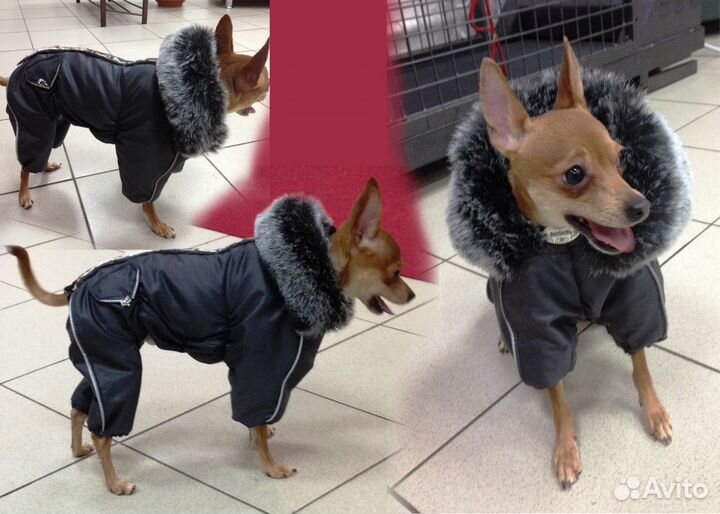 Пошив одежды для собак всех пород