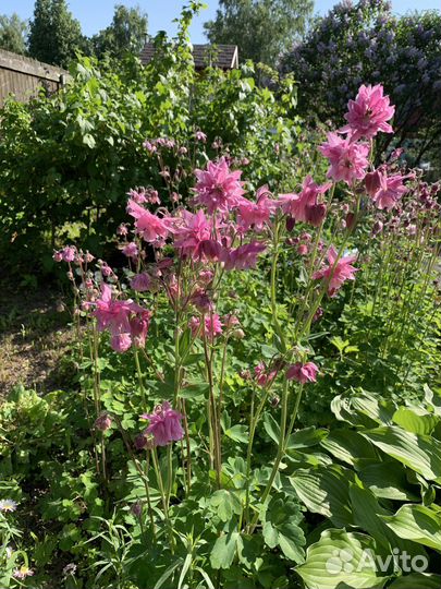 Многолетники, рассада