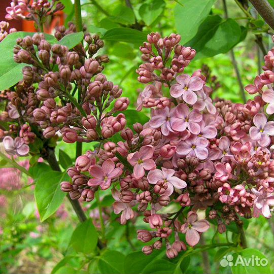 Сирень Красная Москва и еще 15 сортов (розн., опт)