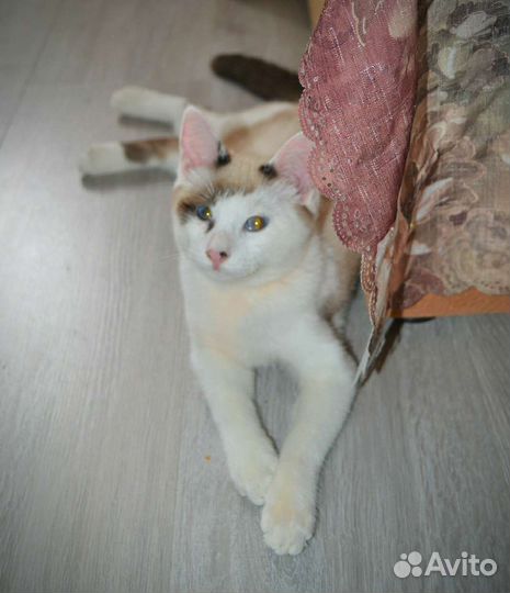 Котенок мальчик