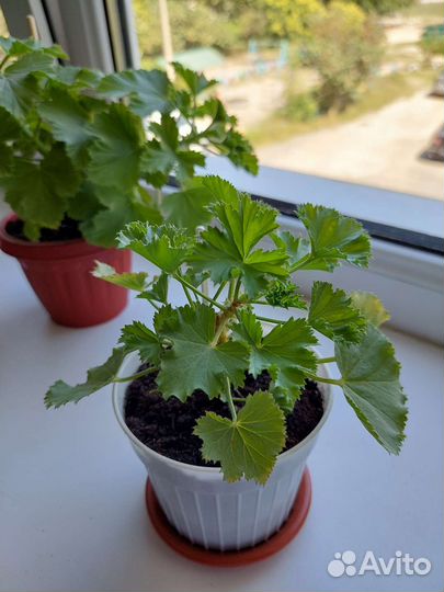 Пеларгония герань