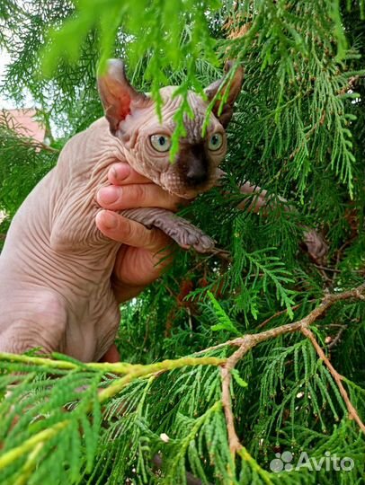 Котенок эльф