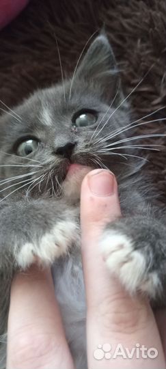 Котенок в добрые руки