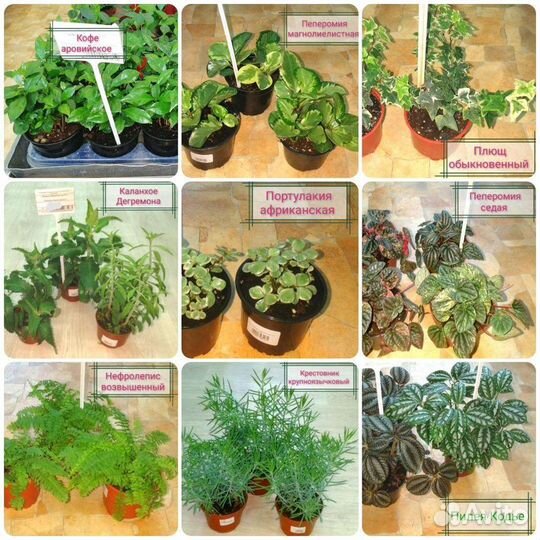 Комнатные цветы
