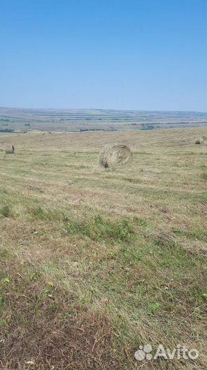 Продам сено в рулонах
