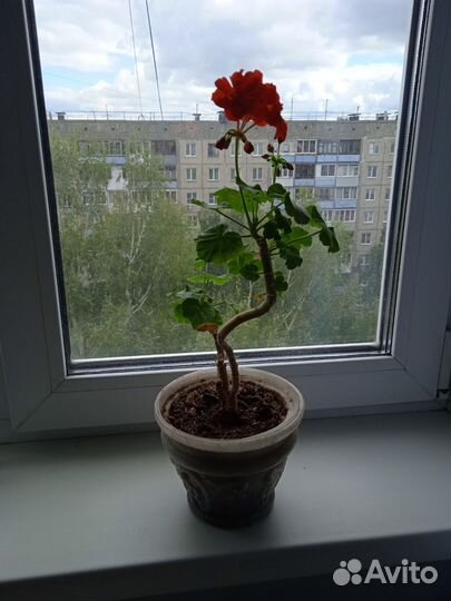 Герань пеларгония красная