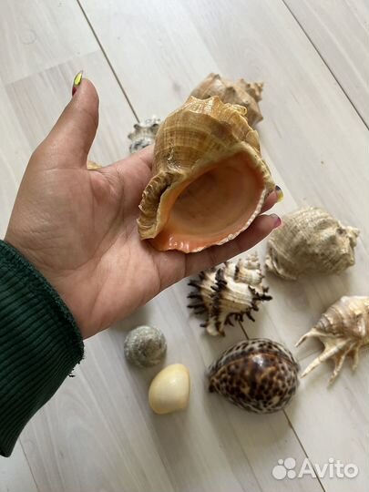 Морские ракушки раковины