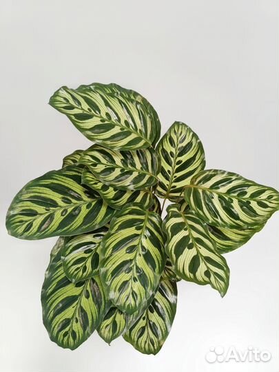 Калатея Макоя