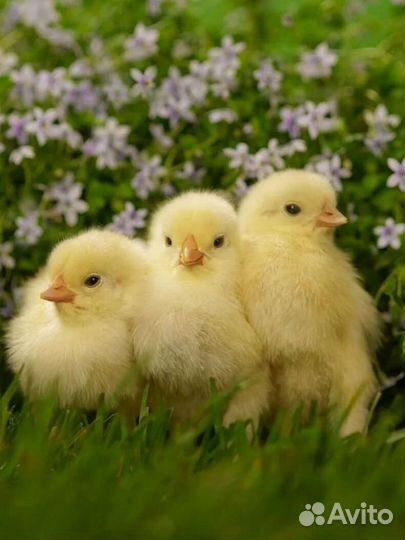 Цыплята бройлеры, несушка, индюшата