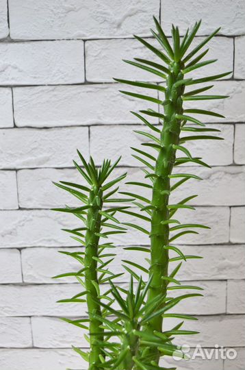 Аустроцилиндропунция