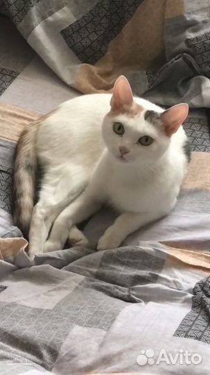 Кошки в добрые руки