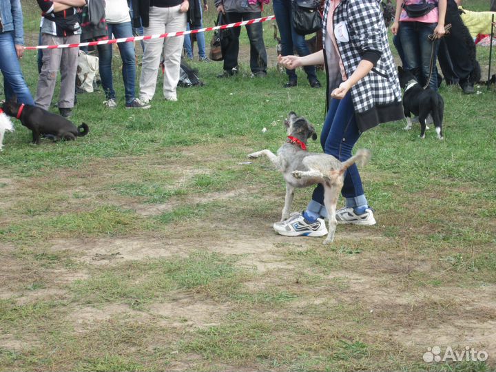 Дрессировка собак