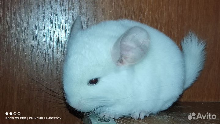 Шиншиллы малыши