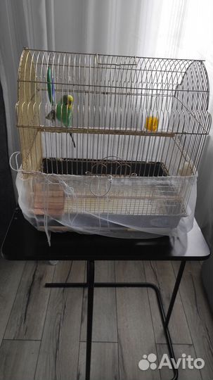 Волнистый попугай