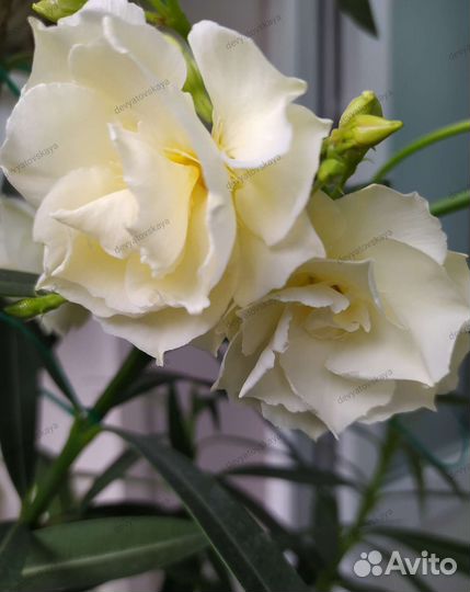 Олеандр, аглаонема