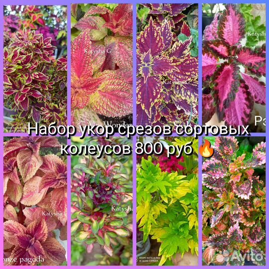 Колеусы вегетативные