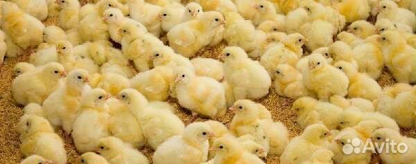 Цыплята бройлера суточные и подрощенные