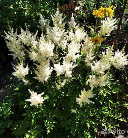 Астильба белая