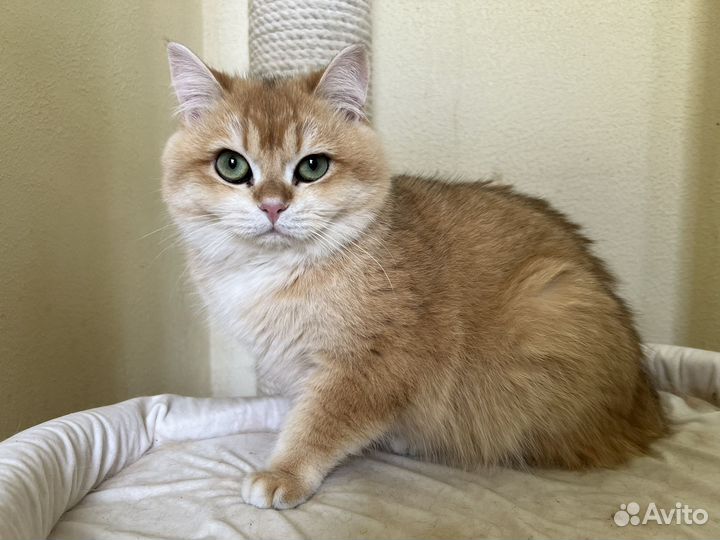 Кот золотая шиншилла