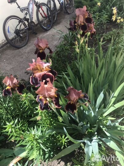 Ирисы бородатые