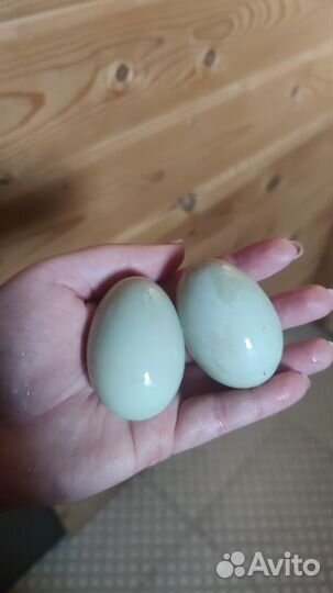 Черный петух