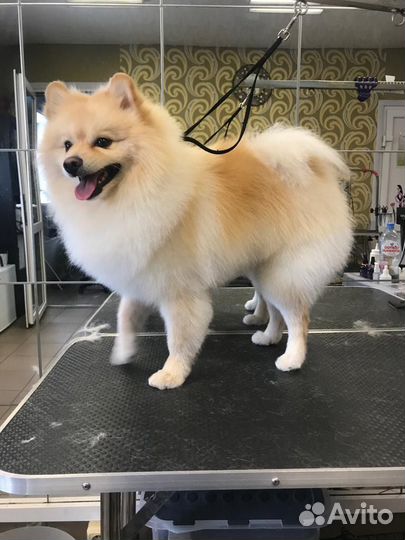 Померанский шпиц вязка