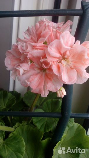 Сортовая,зональная пеларгония