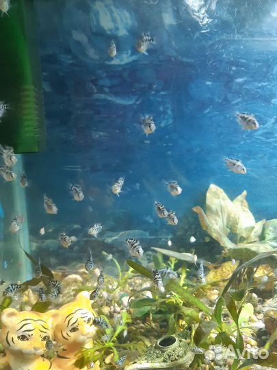 Рыбки тигровые попугаи