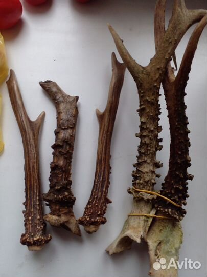 Рога косули