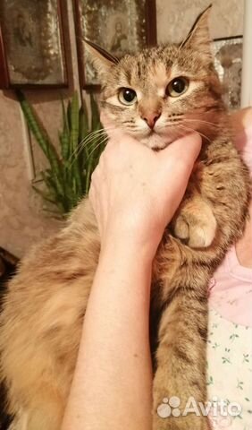 Кошки в добрые руки бесплатно