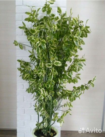 Педилантус