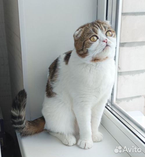 В добрые руки