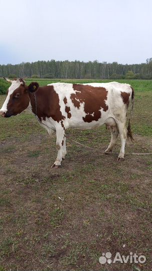 Корова стельная дойная