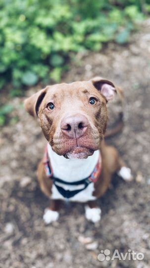 Передержка собак