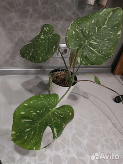 Монстера альба и тайское созвездие