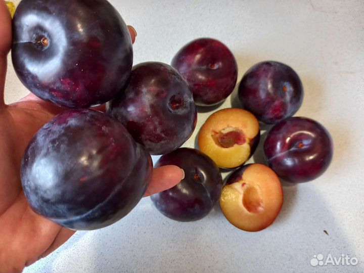 Саженцы новинки гибриды и шарафуга зимостойкие -30