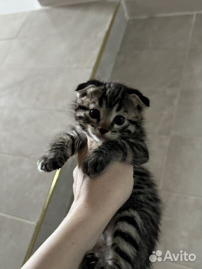 Кошки в добрые руки
