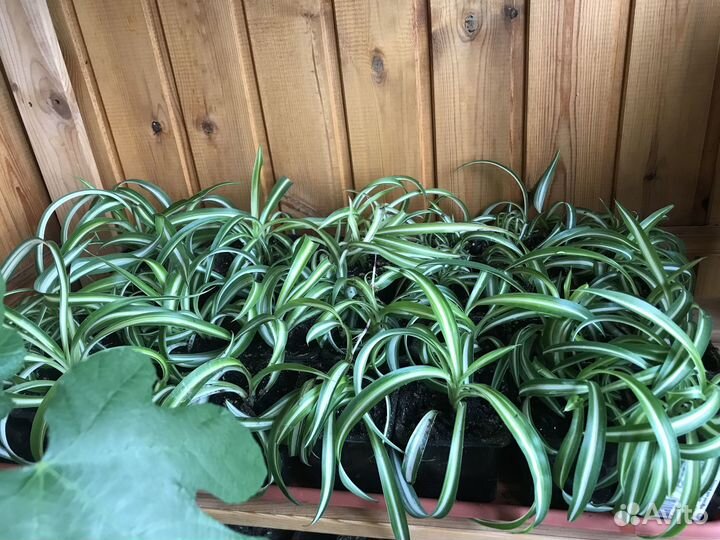 Комнатные цветы Хлорофитум