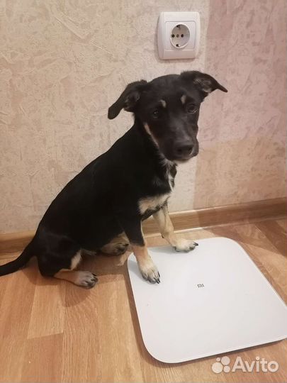 Щенки
