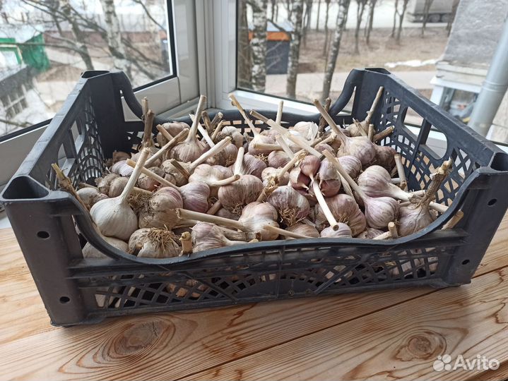 Чеснок