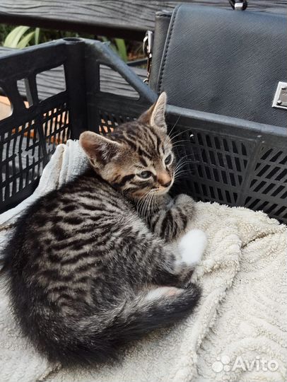 Европейская